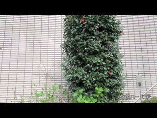 fc2-ppv-4742044 1