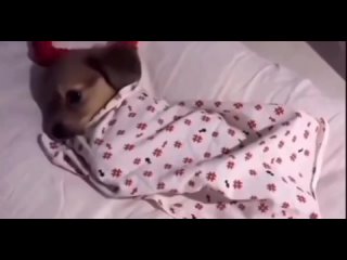 video from telegram
